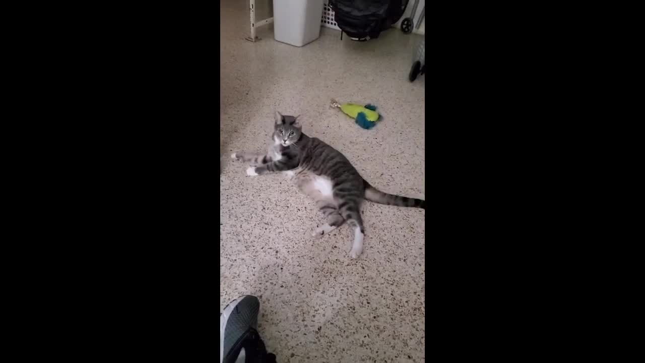 Negan the cat..mp4