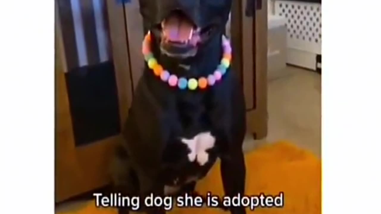 Funny and cute dogs compilation