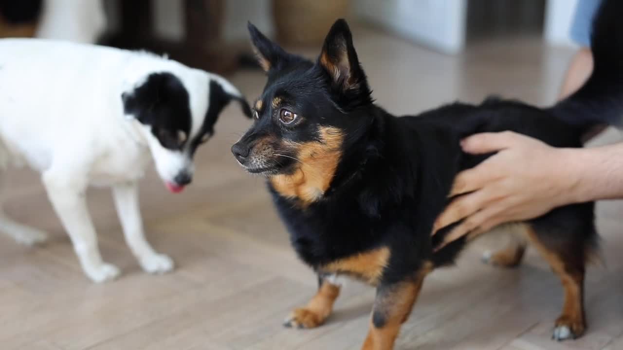 man loving dog