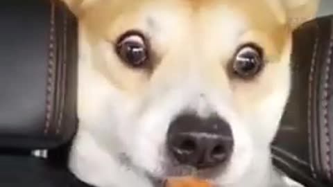 Cute Pet Reaction 😍| Wait For Last Twist 😂
