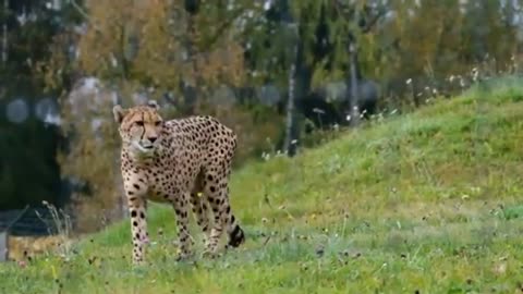 Funny cat dog animals videos (3)