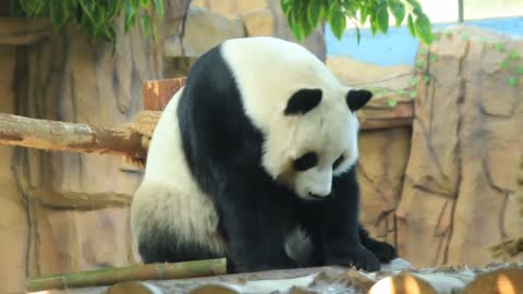 The panda CengYang