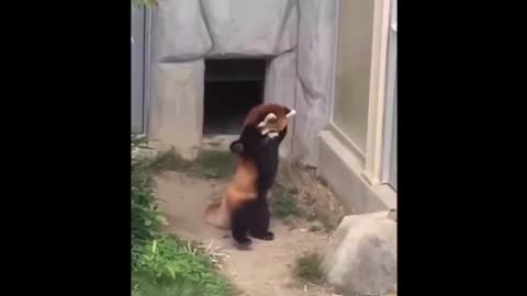 Compilation of Cute Red Panda's