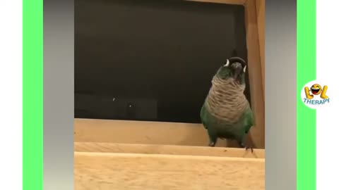 Adorable birds!