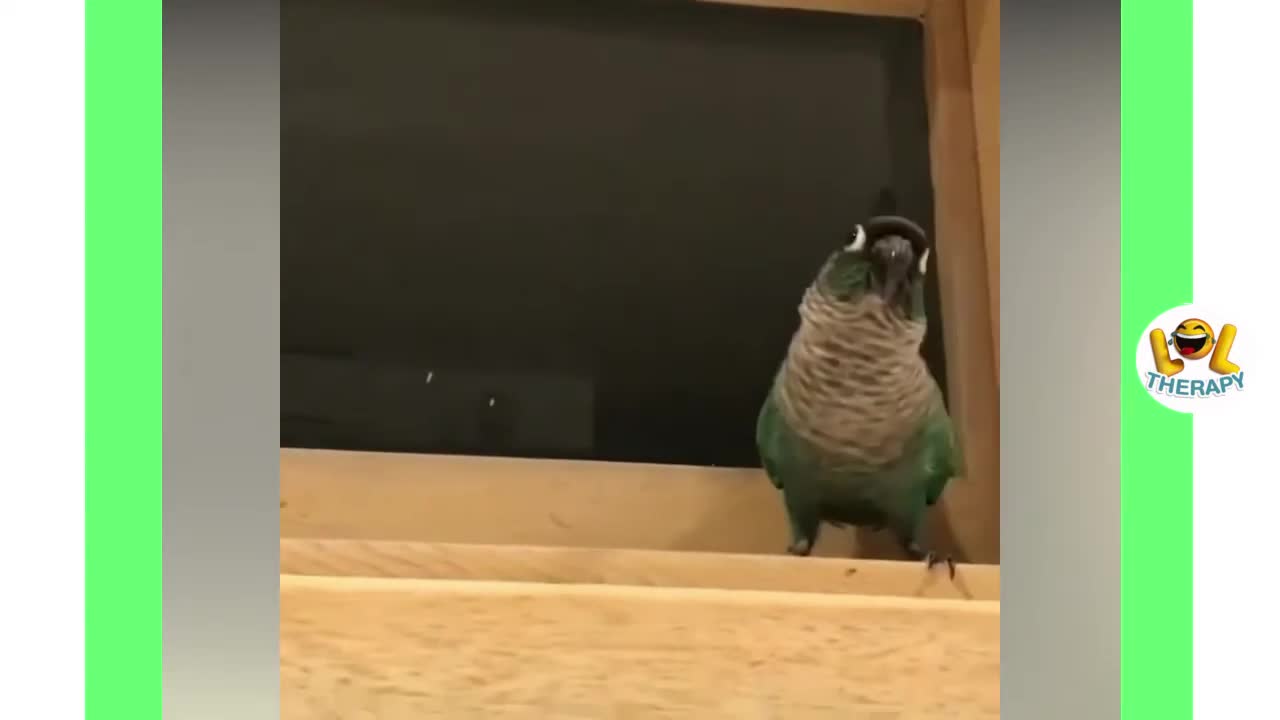 Adorable birds!