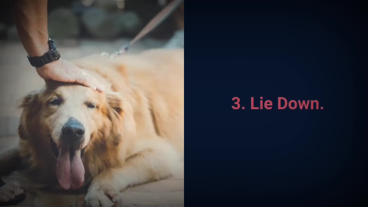 -- Basic Dog Training – TOP 10 Essential Commands Every Dog Should Know_(4k Video)