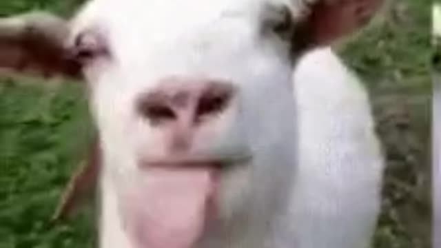 Very funny goat 🐐 😳