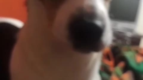 PONLE ESTE SONIDO A TU MASCOTA ¡¡¡¡¡