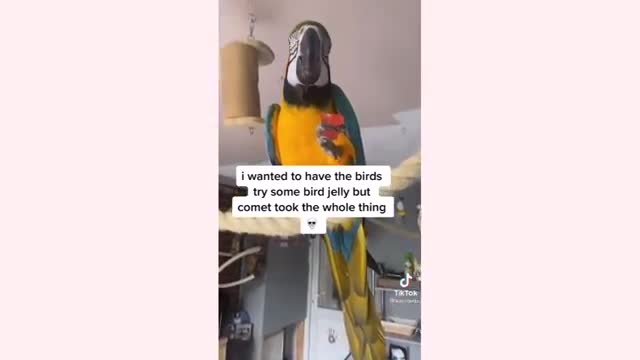 Funny Animals Tik Tok Compilation 2021😂