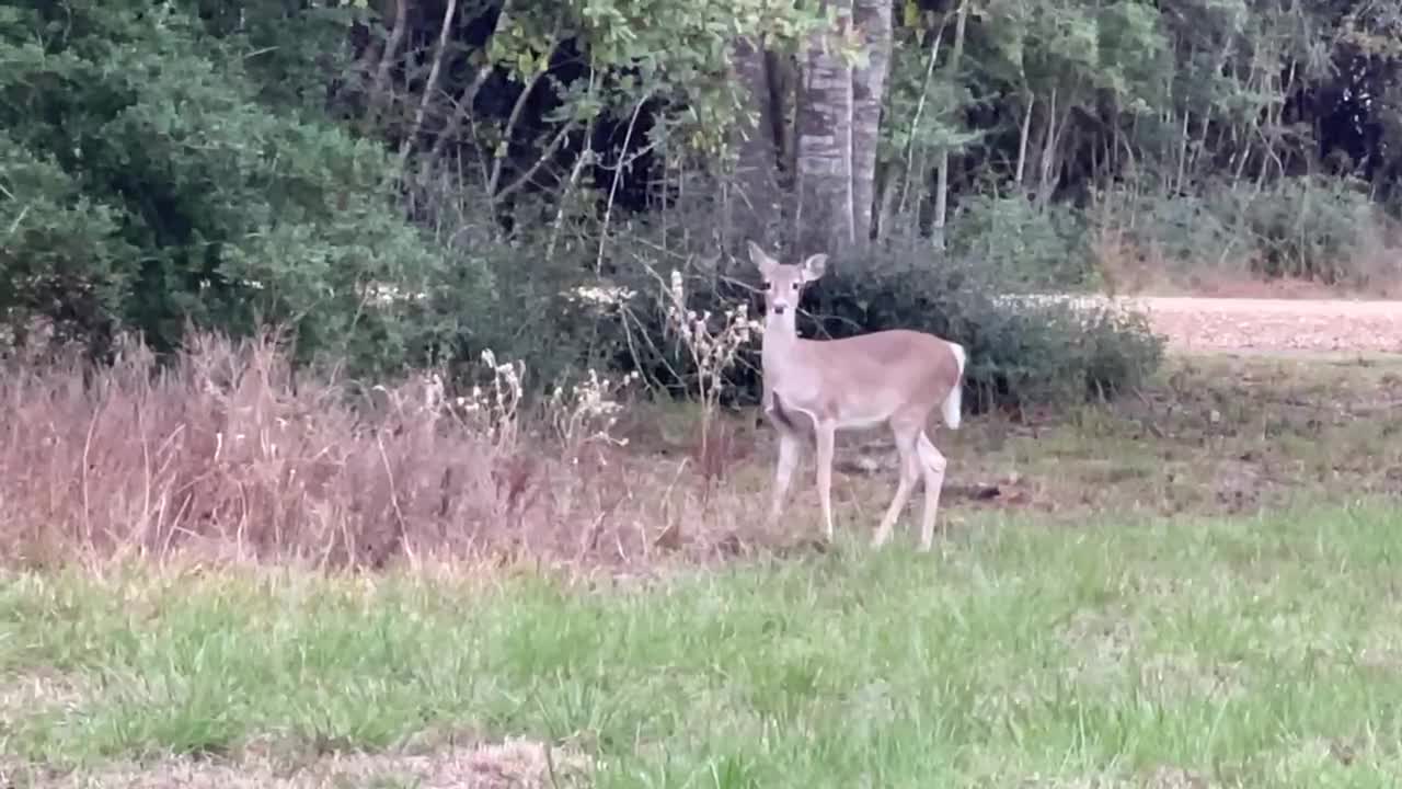 Deer Deer