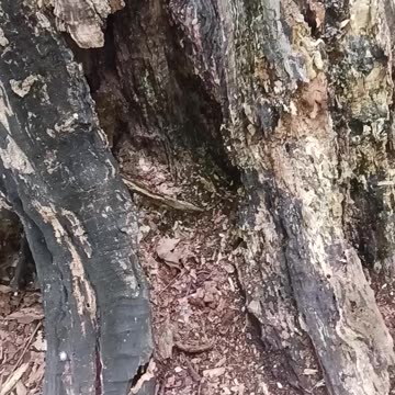 The vulture has left the