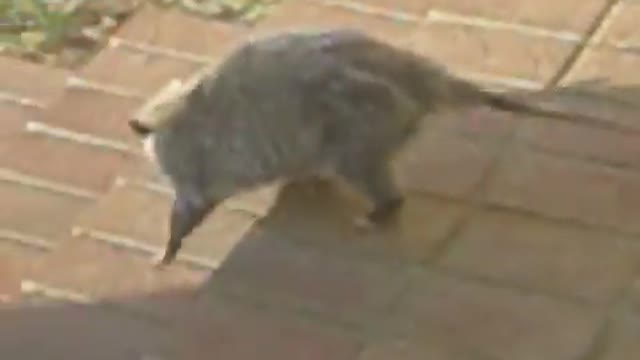 Possum on the Porch