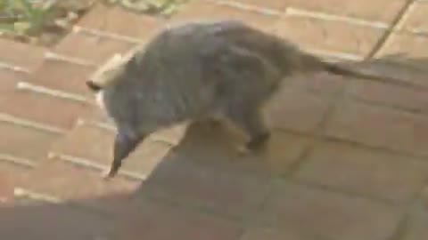 Possum on the Porch