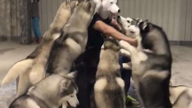 Huskies Go Loco When Their Owner Comes Back With A Husky Mask On