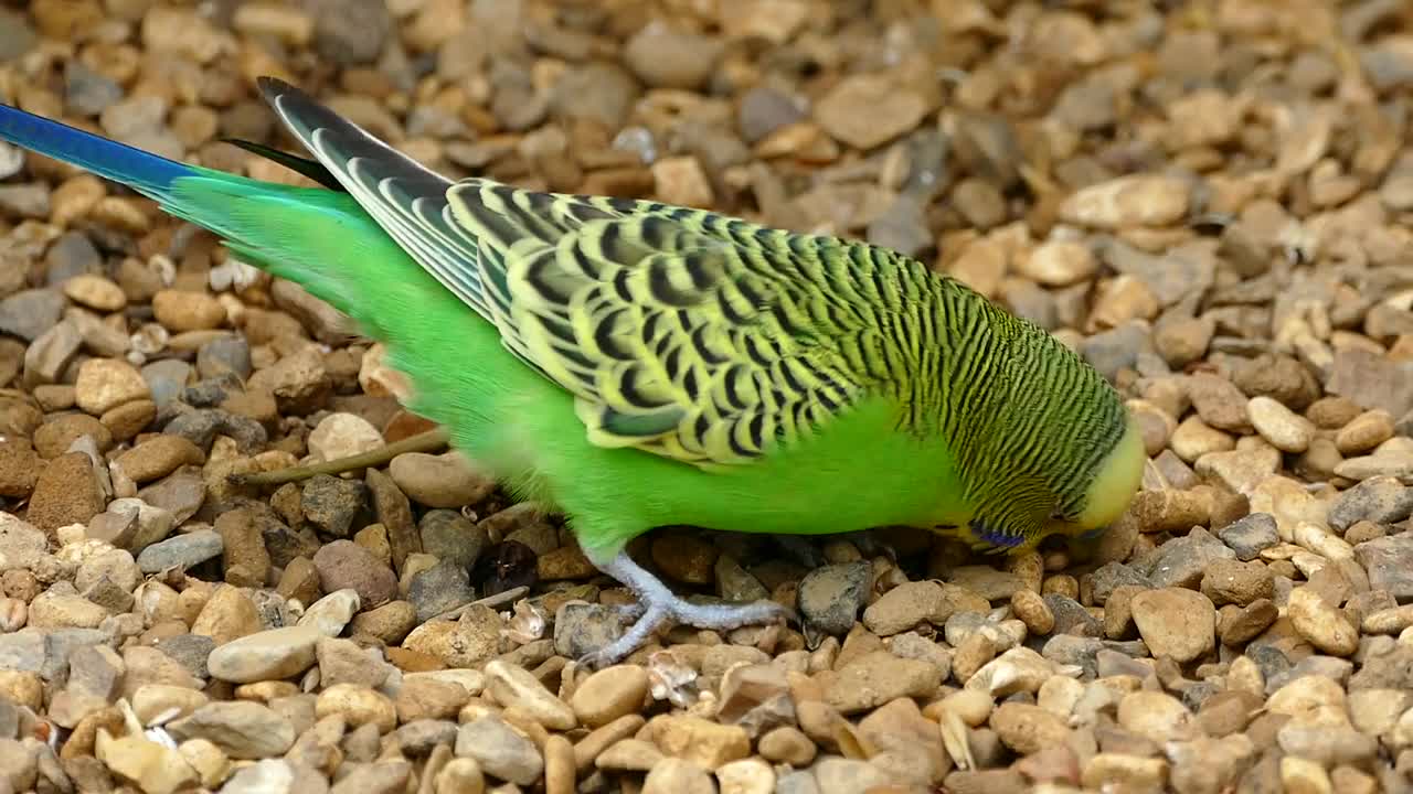 badgerigar eating