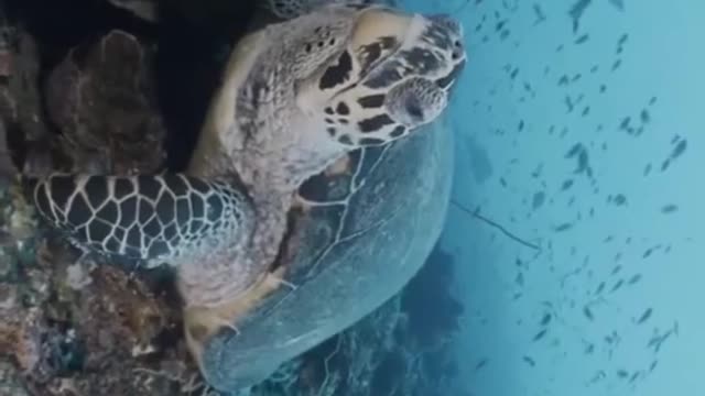 Tortoise in water🐢, Amazing view