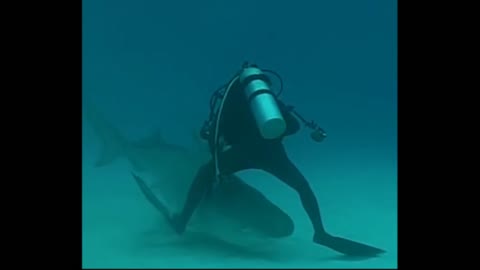 Gif video of shark biting diver