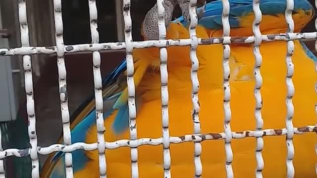 The parrot is trying to hold the man's hand
