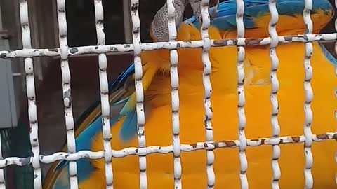 The parrot is trying to hold the man's hand