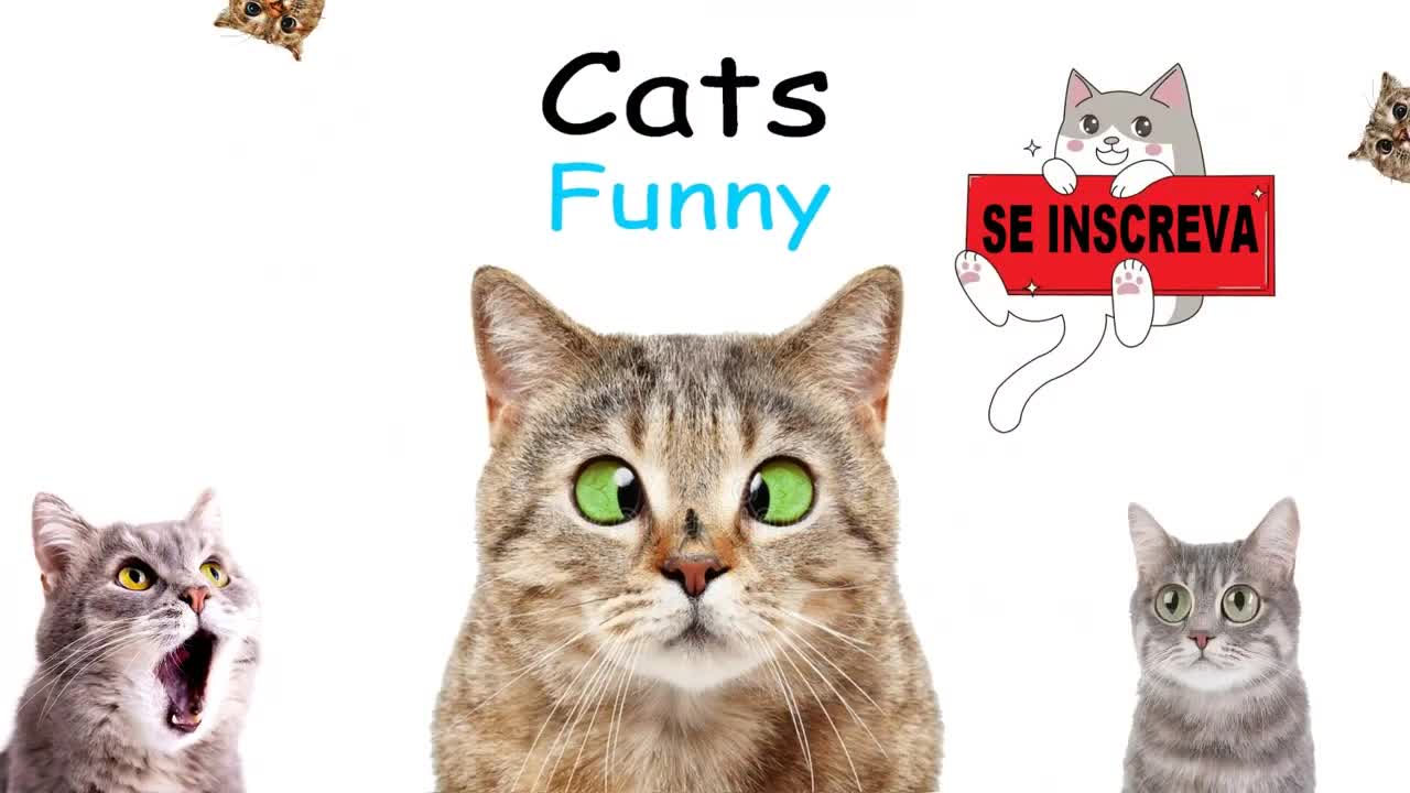 Celo Pet Animais Funny_Animals Channel