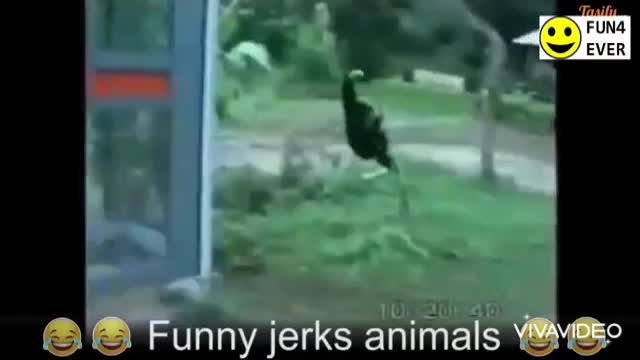 Funny animals