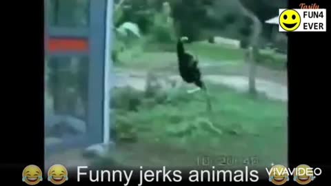 Funny animals