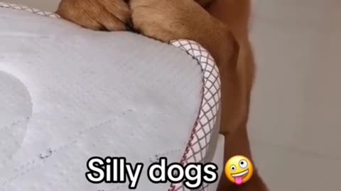 See how they act