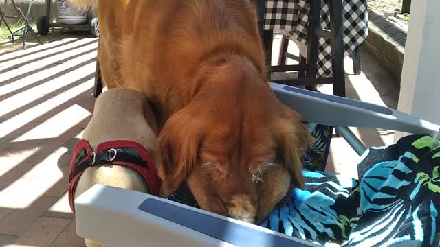 Golden retriever and lab service puppy having a ball. (or 3)