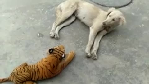 Funny Animal 2022 🤪 - Best Dog and Lion