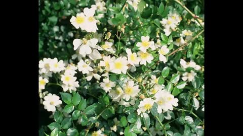 Odds and Ends Part 6 Ralph Moore On Rose Breeding
