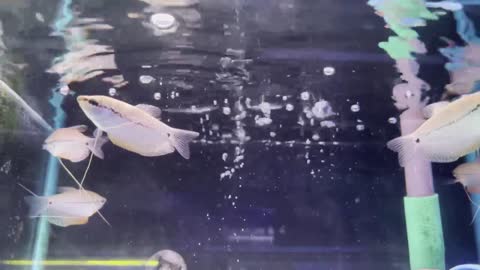 Today, I mainly release some videos about fish