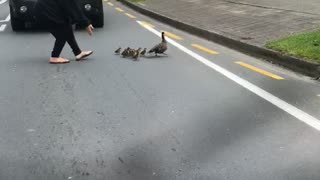 Kind Person Helps Escort Mama Ducks and Ducklings Across Street