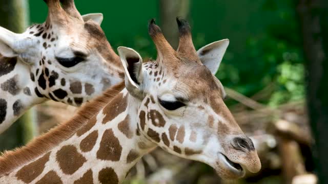 giraffe beautiful scene