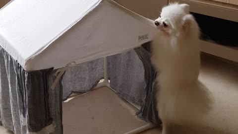 Pomeranian's Doggylicious Dance Moves