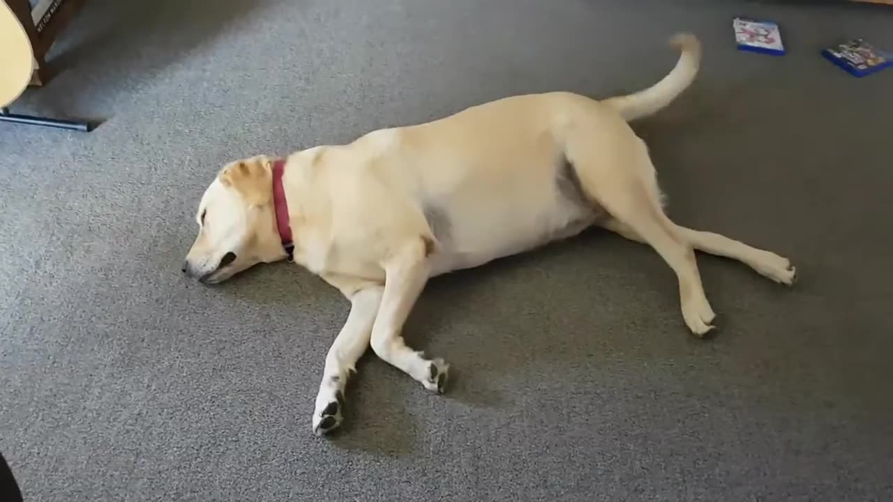 Hilarious Labrador Happy Dream