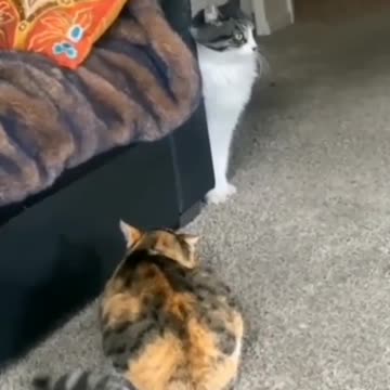 Cat Does Not Like The Other Cat. And Turns Off - TikTok Cats (Funny Animals #341)