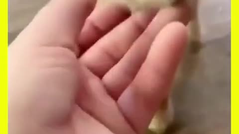 Cute Rabbit | Cute cats