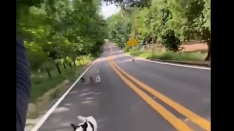Funny video of Dogs Chasing a man