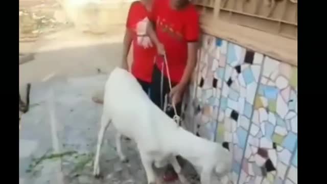 Save animals 😇