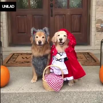 Little red riding hood and the hecking bad wolf
