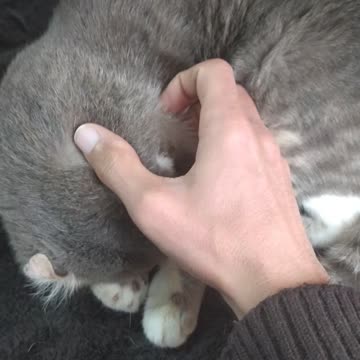 I scratch my cat Full version