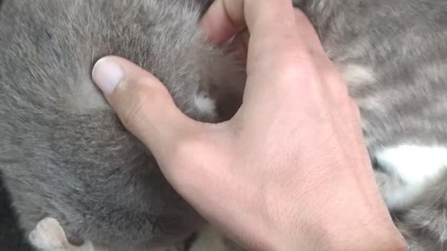 I scratch my cat Full version