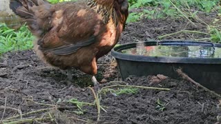 OMC! RIP little Brownie - She passed in October - The best little chicken - Love you lil Brownie! 😢🐔