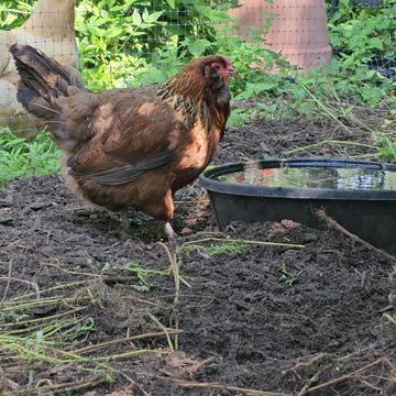 OMC! RIP little Brownie - She passed in October - The best little chicken - Love you lil Brownie! 😢🐔