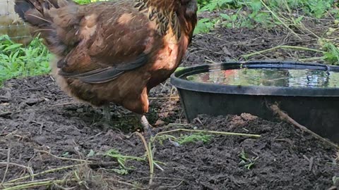 OMC! RIP little Brownie - She passed in October - The best little chicken - Love you lil Brownie! 😢🐔