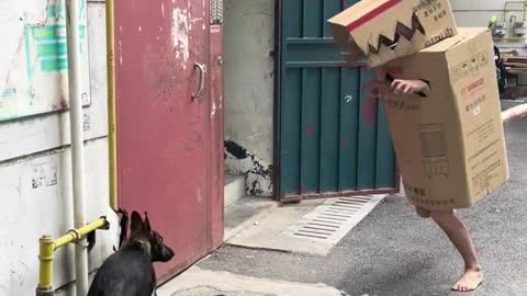 You've never seen a dog react to a dinosaur