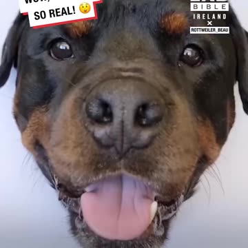 How to create a realistic drawing of your dog