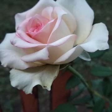 This rose has a lot of flower crowns.