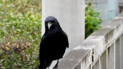 THE CROW DOES CAT WALK :)