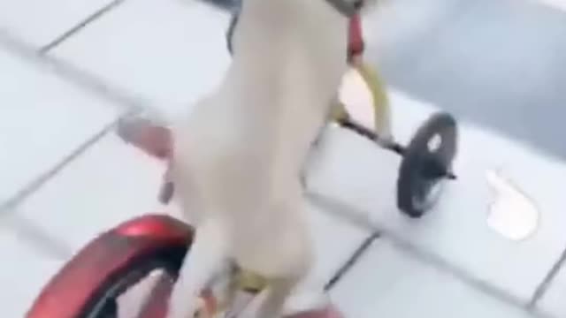 Dog Riding Bicycle